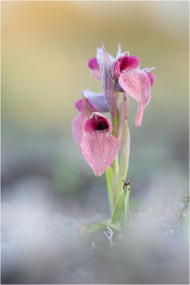 Verkannter Zungenstendel (Serapias neglecta), Frankreich, Var