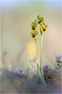 Ophrys lutea