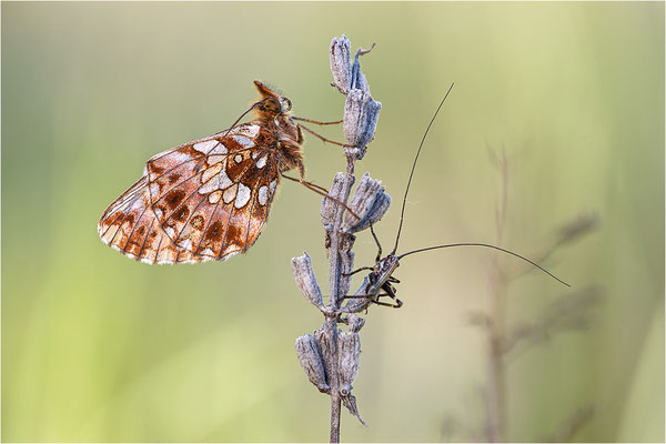 Magerrasen-Perlmuttfalter (Boloria dia), Frankreich, Drôme