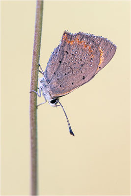Kleiner Feuerfalter (Lycaena phlaeas), Deutschland, Baden-Württemberg
