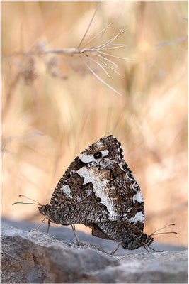 Weißer Waldportier (Brintesia circe), Paarung, Frankreich, Ardèche