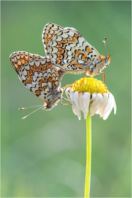 Flockenblumen-Scheckenfalter (Melitaea phoebe), Frankreich, Dep. Aveyron