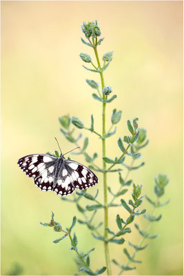Schachbrettfalter (Melanargia galathea), Männchen, Deutschland, Baden-Württemberg