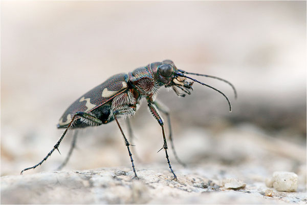Dünen-Sandlaufkäfer (Cicindela transversalis pseudoriparia), Frankreich, Drôme