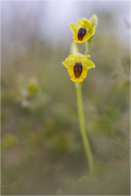 Ophrys lutea, Bouches-du-Rhône