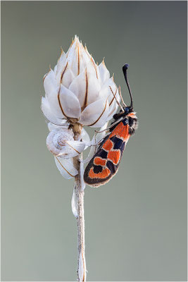 Bergkronwicken-Widderchen (Zygaena fausta), Frankreich, Drôme