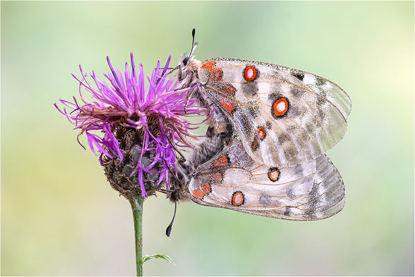 Roter Apollo (Parnassius apollo testoutensis), Frankreich, Dep. Savoie