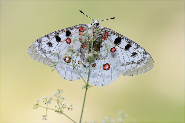 Roter Apollo (Parnassius apollo leovigildus), Frankreich, Dep. Alpes-de-Haute-Provence