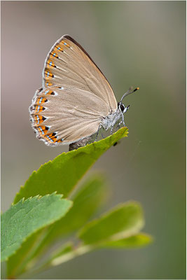 Spanischer Blauer Zipfelfalter (Laeosopis roboris), Frankreich, Ardèche