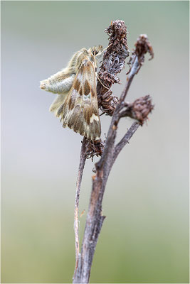 Loreley-Dickkopffalter (Carcharodus lavatherae), Italien, Region Aostatal, 1.400m