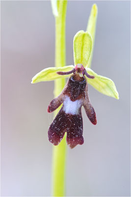 Fliegen-Ragwurz (Ophrys insectifera), Frankreich, Dep. Drôme