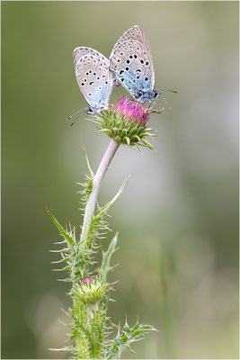 Thymian-Ameisenbläuling (Phengaris arion), Paarung, Italien, Region Aostatal, 1800m