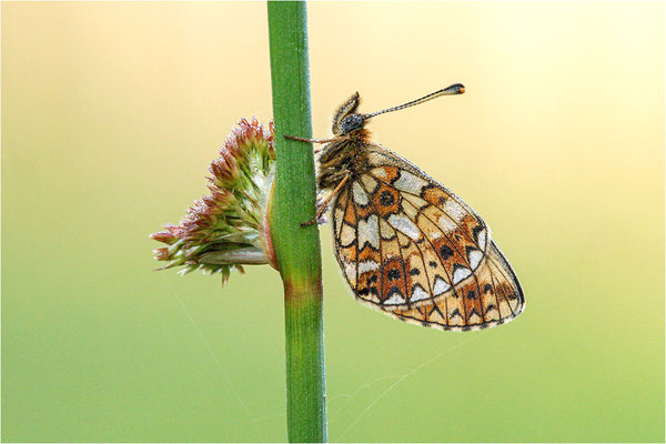 Braunfleckiger Perlmuttfalter (Boloria selene), Schweden, Värmlands län