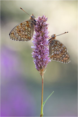Stiefmütterchen-Perlmutterfalter (Argynnis niobe), Italien, Region Aostatal, 2000m