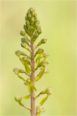 Großes Zweiblatt (Listera ovata), Baden-Württemberg, Deutschland