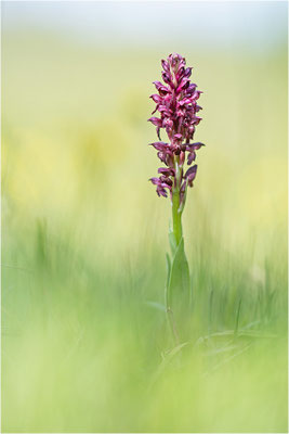 Wanzen-Spitzorchis (Anacamptis coriophora), Dep. Aveyron, Frankreich