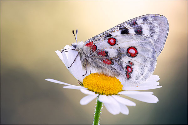Roter Apollo (Parnassius apollo calmensis), Schweiz, Kanton Fribourg