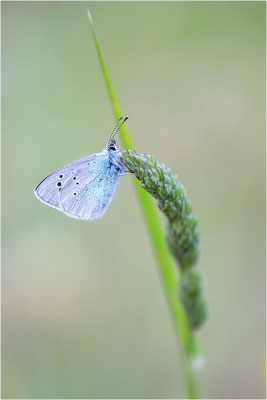 Alexis-Bläuling (Glaucopsyche alexis), Männchen, Frankreich, Drôme