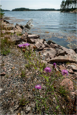 Roter Apollo (Parnassius apollo apollo), Schweden, Småland
