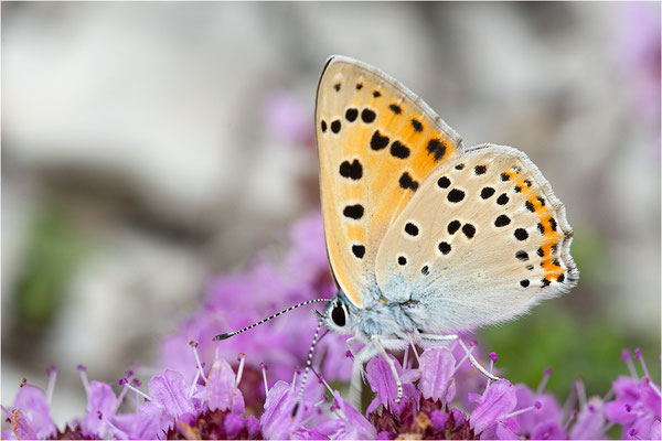 Violetter Feuerfalter (Lycaena alciphron gordius), Männchen, Frankreich, Haute Alps, 1300m