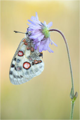 Roter Apollo (Parnassius apollo lithographicus), Deutschland, Oberbayern