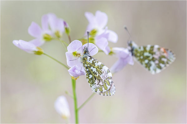 Aurorafalter (Anthocharis cardamines), Deutschland, Baden-Württemberg