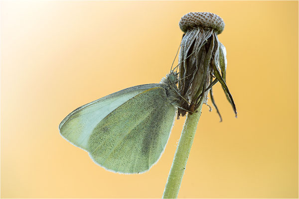 Kleiner Kohlweißling (Pieris rapae), Deutschland, Baden-Württemberg