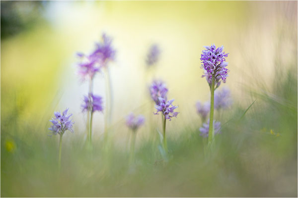 Affen-Knabenkraut (Orchis simia), Frankreich, Isere