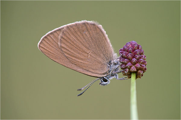 Dunkler Wiesenknopf-Ameisenbläuling