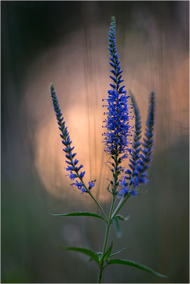 Langblättriger Ehrenpreis (Veronica longifolia), Deutschland, Baden-Württemberg