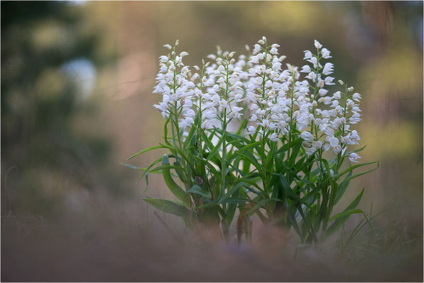 Schwertblättriges Waldvöglein (Cephalanthera longifolia), Schweden,  Farö