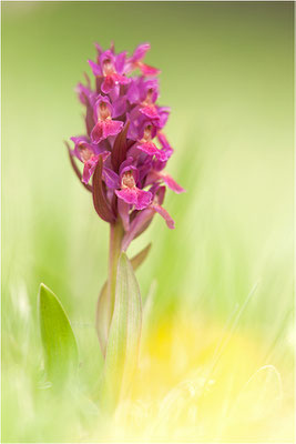 Holunder-Fingerwurz (Dactylorhiza sambucina), Schweiz, Wallis