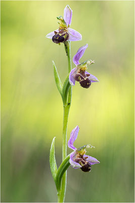 Bienen-Ragwurz (Ophrys apifera), Südlicher Oberrhein, Baden-Württemberg