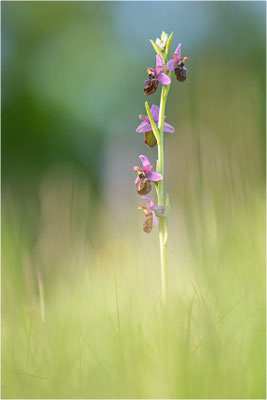 Ophrys aveyronensis