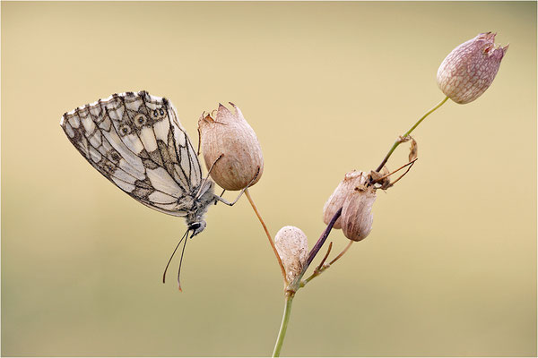 Schachbrettfalter (Melanargia galathea), Weibchen, Deutschland, Baden-Württemberg