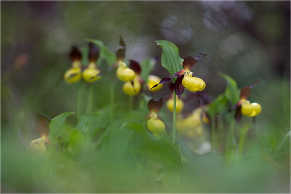 Gelber Frauenschuh (Cypripedium calceolus), Schweden, Gotland