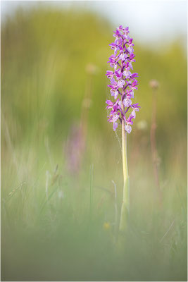 Stattliches Knabenkraut (Orchis mascula), Schweden, Farö