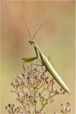 Europäische Gottesanbeterin (Mantis religiosa), Männchen, Deutschland, Baden-Württemberg