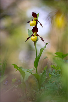 Gelber Frauenschuh (Cypripedium calceolus), Schweden, Gotland