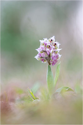 Milchweißes Knabenkraut (Neotinea lactea), Dep. Var, Frankreich