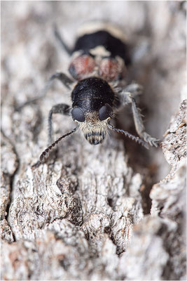 Eichen-Buntkäfer (Clerus mutillarius)