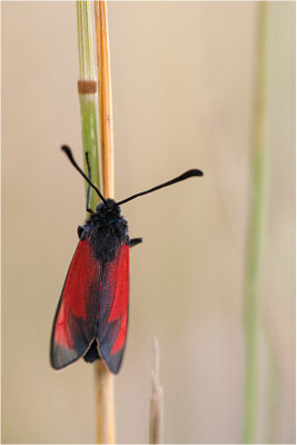 Mannstreu-Widderchen (Zygaena erythrus), Frankreich, Ardèche