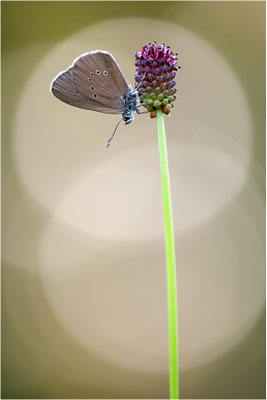 Dunkler Wiesenknopf-Ameisenbläuling (Phengaris nausithous), Deutschland, Baden-Württemberg