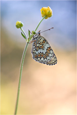 Flockenblumen-Scheckenfalter (Melitaea phoebe), Italien, Region Aostatal, 1600m