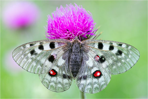 Roter Apollo (Parnassius apollo pyrenaicus), Frankreich, Dep. Hautes-Pyrénées
