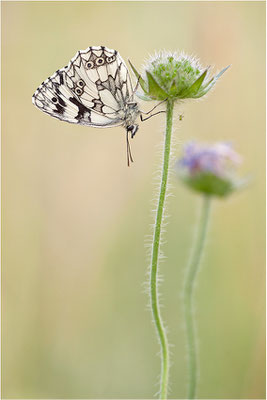 Schachbrettfalter (Melanargia galathea), Männchen, Deutschland, Baden-Württemberg