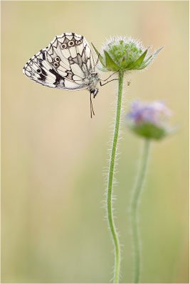 Schachbrettfalter (Melanargia galathea), Männchen, Deutschland, Baden-Württemberg