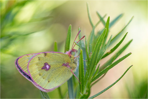 Alpen-Gelbling (Colias phicomone), Schweiz, Kanton Bern