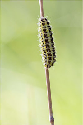 Sechsfleck-Widderchen (Zygaena filipendulae)