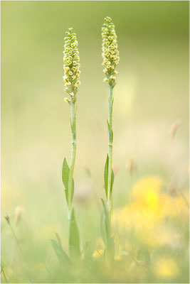 Weiße Höswurz (Pseudorchis albida), Schweiz, Oberwallis